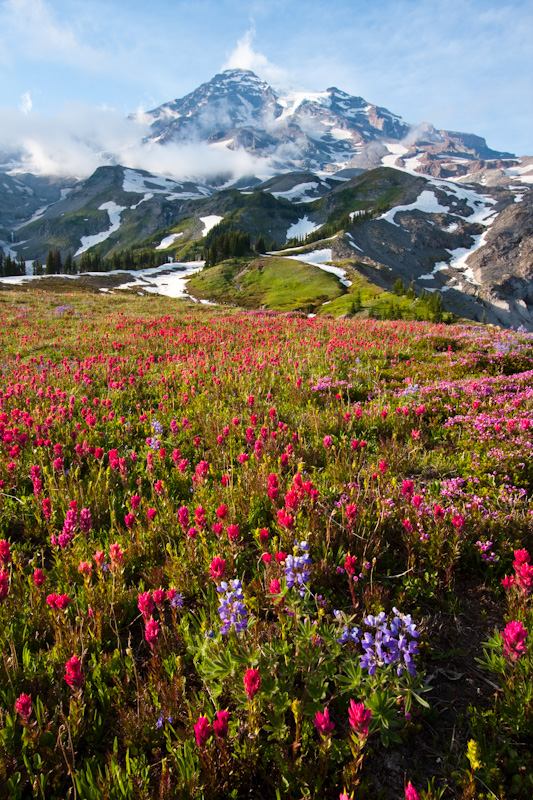 Wildflowers And Mount Rainier